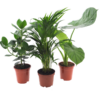 Intenz Planten Mix – 3 Stücke – Ø17cm – ↕50cm