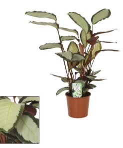 Calathea Picturata – Ø17cm ↕65cm