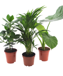 Intenz Planten Mix – 3 Stücke – Ø17cm – ↕50cm