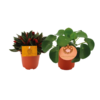 Peperomia Duo Rosso/Pilea Peperomioides – 2 Stücke – Ø10.5cm – ↕15cm