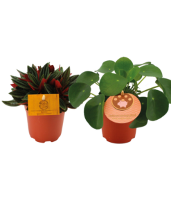 Peperomia Duo Rosso/Pilea Peperomioides – 2 Stücke – Ø10.5cm – ↕15cm