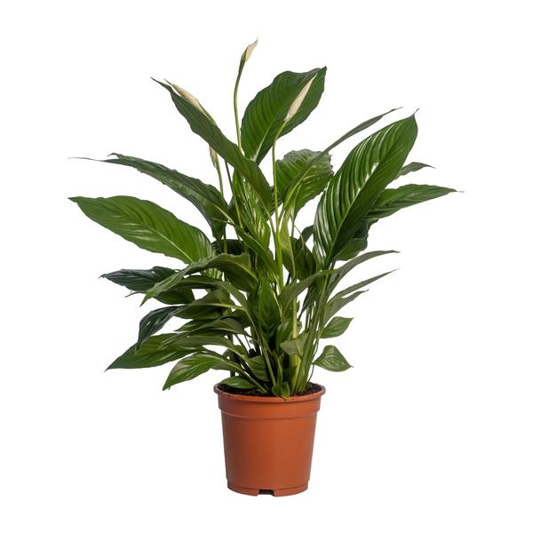 Spathiphyllum Vivaldi – Ø17cm – ↕70cm