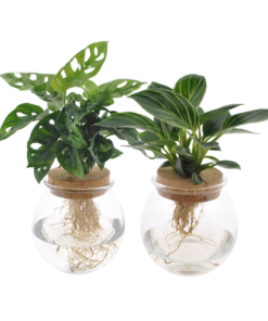 Bolglas Duo Monstera Adansonii/White Wave – 2 Stücke – Ø12cm – ↕30cm