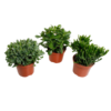 Crassula mix – 3 Stücke – Ø17cm – ↕35cm