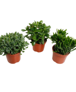 Crassula mix – 3 Stücke – Ø17cm – ↕35cm