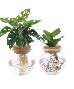 Bolglas Duo Monstera Adansonii/Clusia – 2 Stücke – Ø12cm – ↕30 cm