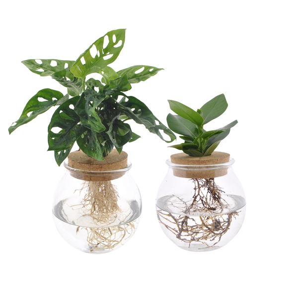 Bolglas Duo Monstera Adansonii/Clusia – 2 Stücke – Ø12cm – ↕30 cm