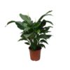 Spathiphyllum Sweet Silvana – Ø24cm – ↕80cm