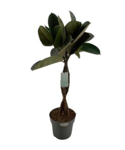 Ficus Elastica Burgundy – Ø24cm – ↕100cm