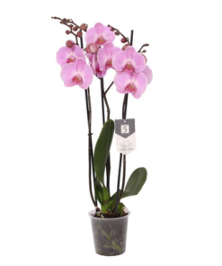 Phalaenopsis Elion – 3 tak – 60 cm – Ø12cm