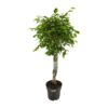 Ficus Benjamina Exotica – Ø24cm – ↕100cm