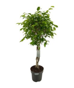 Ficus Benjamina Exotica – Ø24cm – ↕100cm