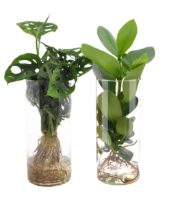 Cylinder glas Duo Monstera/Clusia – 2 Stücke – Ø12cm – ↕25-40cm