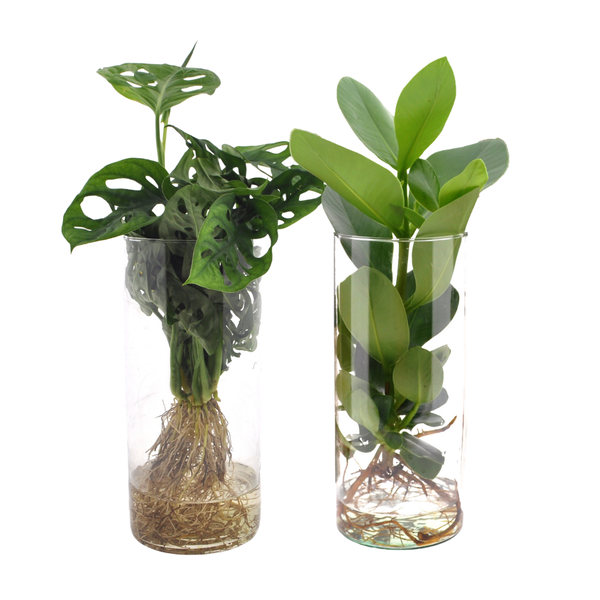 Cylinder glas Duo Monstera/Clusia – 2 Stücke – Ø12cm – ↕25-40cm