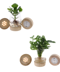 Kingston glas + LED Duo Monstera/Clusia – 2 Stücke – Ø12cm – ↕30cm