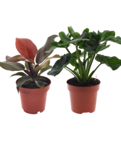 Philodendron Duo Sunlight/Atom – 2 Stücke – Ø12cm – ↕25cm