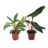 Philodendron Duo Billietiae/Florida Green – 2 Stücke – Ø12cm – ↕25cm