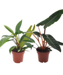 Philodendron Duo Billietiae/Florida Green – 2 Stücke – Ø12cm – ↕25cm