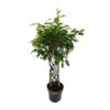 Ficus Benjamina Exotica – Ø24cm – ↕100cm