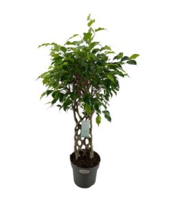 Ficus Benjamina Exotica – Ø24cm – ↕100cm