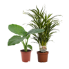 Alocasia Macrorrhiza/Dypsis Lutescens Duo – 2 Stück – Ø17cm – ↕50-60cm