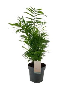 Chamaedorea Elegans – Ø17cm – ↕75cm