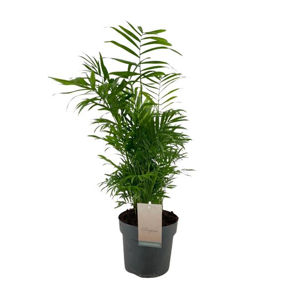 Chamaedorea Elegans – Ø17cm – ↕75cm