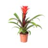 Guzmania Rockyflower Hope – Ø12cm – ↕43cm