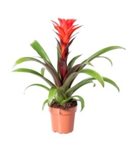 Guzmania Rockyflower Hope – Ø12cm – ↕43cm