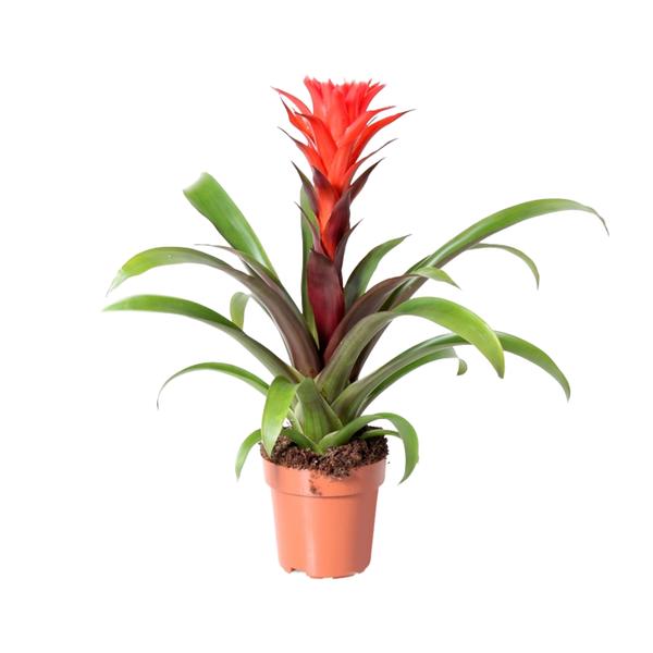 Guzmania Rockyflower Hope – Ø12cm – ↕43cm