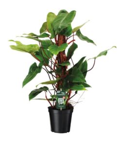 Philodendron Red Emerald – Ø19 ↕80