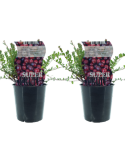 Vaccinium Early Black (Preiselbeere) – 2 Stücke – Ø12cm – ↕30cm