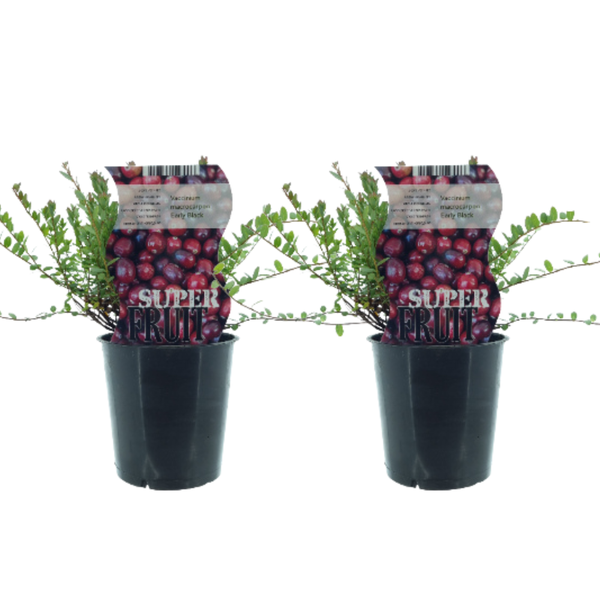 Vaccinium Early Black (Preiselbeere) – 2 Stücke – Ø12cm – ↕30cm