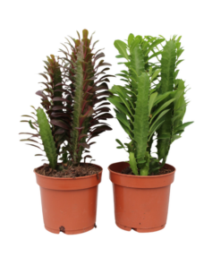 Euphorbia Gemengd – 2 Stücke – Ø12cm – ↕35cm