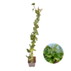 Hedera Hibernica – Efeu – Bewurzelt – ↨80 – 100 cm