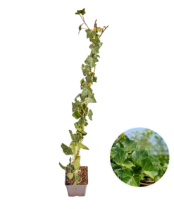 Hedera Hibernica – Efeu – Bewurzelt – ↨80 – 100 cm