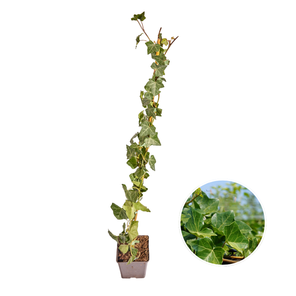 Hedera Hibernica – Efeu – Bewurzelt – ↨80 – 100 cm