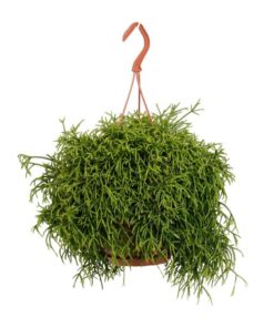 Rhipsalis Heteroclada – Ø21cm – ↕45cm