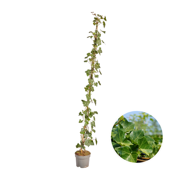 Hedera Hibernica – Efeu – Bewurzelt – ↨125 – 150 cm