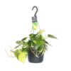 Philodendron Scandens Brasil – Ø17cm – ↕35cm