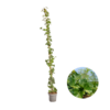 Hedera Hibernica – Efeu – Bewurzelt – ↨150 – 175 cm