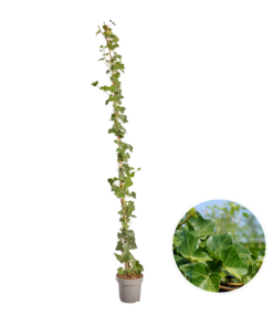 Hedera Hibernica – Efeu – Bewurzelt – ↨150 – 175 cm