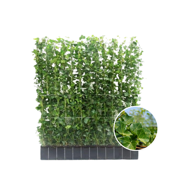 Hedera Hibernica – Efeu – Fertighecke – ↨120 cm