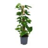 Scindapsus Epipremnum – Ø19cm – ↕80cm