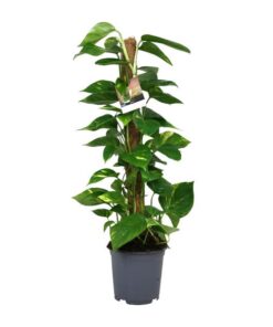 Scindapsus Epipremnum – Ø19cm – ↕80cm