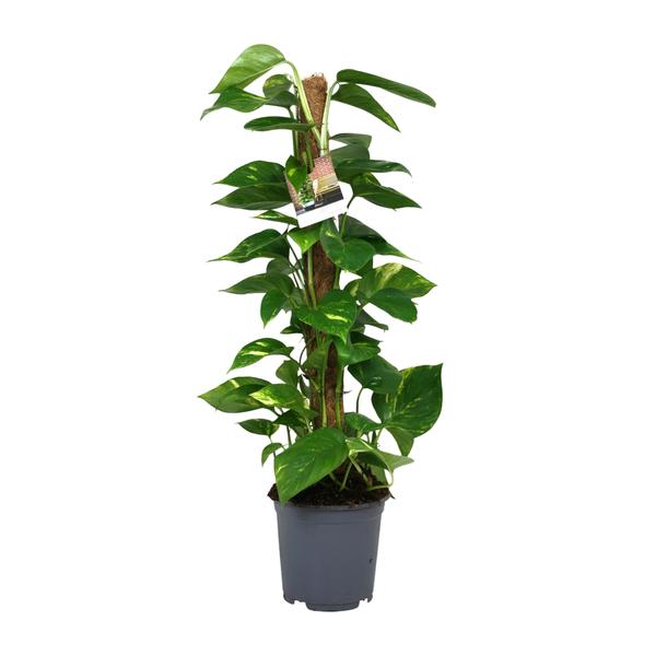 Scindapsus Epipremnum – Ø19cm – ↕80cm