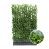 Hedera Hibernica – Efeu – Fertighecke – ↨150 cm