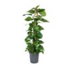 Scindapsus Epipremnum – Ø24cm – ↕120cm