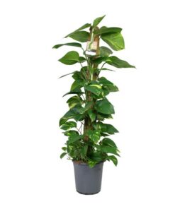 Scindapsus Epipremnum – Ø24cm – ↕120cm