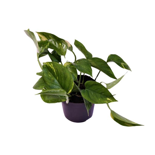 Scindapsus (Epipremnum) Aureum – Ø12cm – ↕25cm